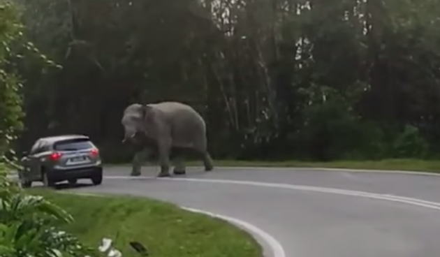 Kenderaan Kecil Dinasihati Elak Guna L/Raya Timur Barat Waktu Malam-Kurangkan Risiko Diserang Haiwan Kenderaan Kecil Dinasihati Elak Guna L/Raya Timur Barat Waktu Malam-Kurangkan Risiko Diserang Haiwan